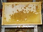 Honigwabe nicht entdeckelt